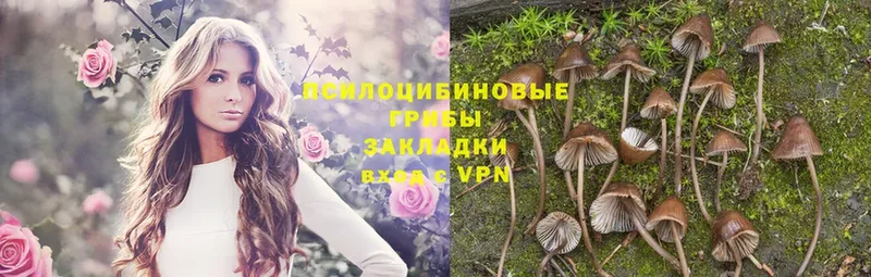 Галлюциногенные грибы Psilocybe  Гусь-Хрустальный 